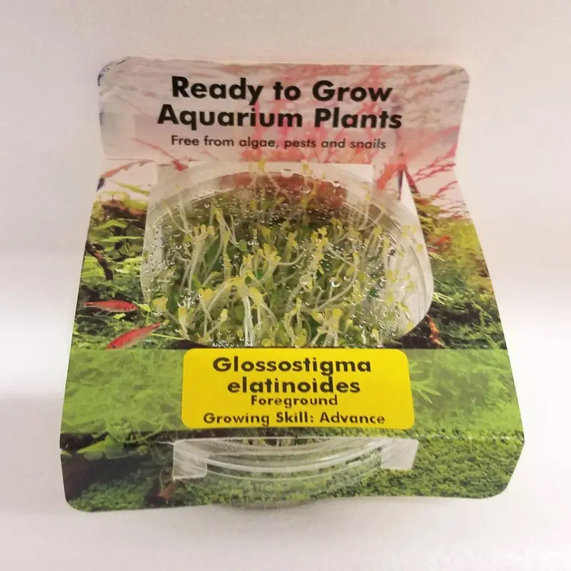 Glossostigma elatinoides - Tissue Culture