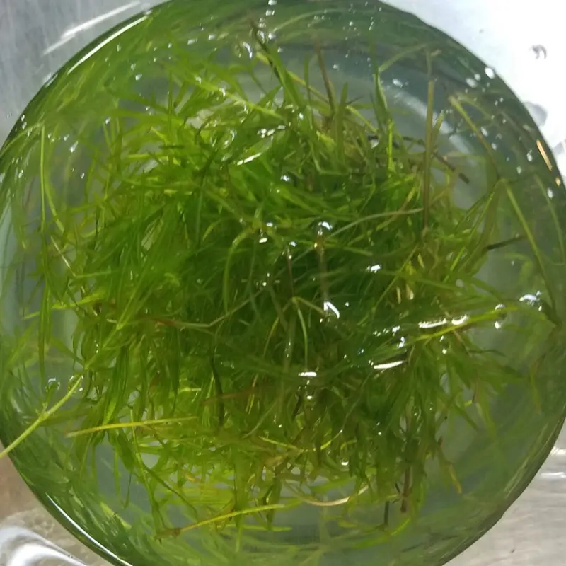 Guppy Grass - Najas guadalupensis