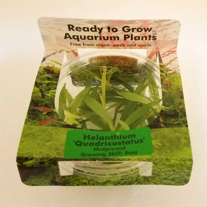 Helanthium quadricostatus - Tissue Culture