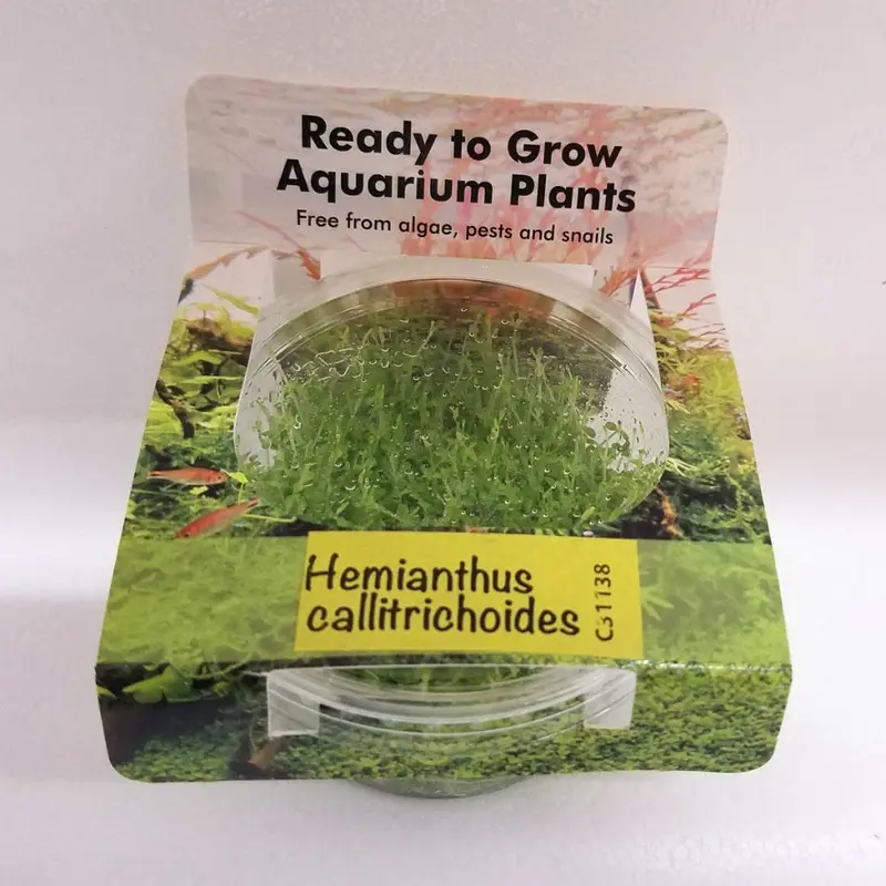 Hemianthus callitrichoides 'Cuba' - Tissue Culture