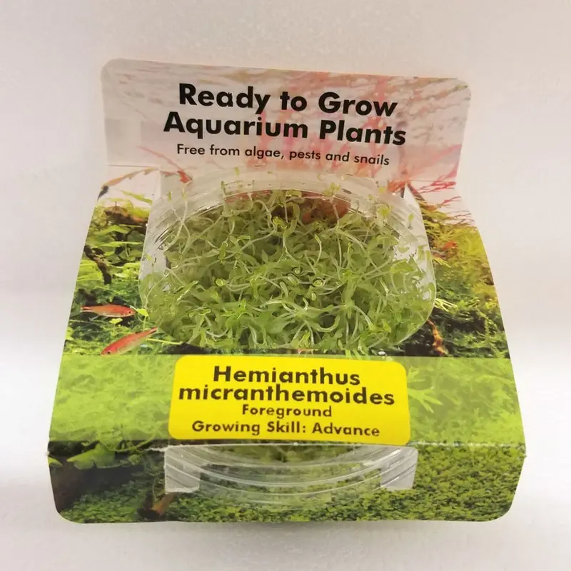 Hemianthus micranthemoides - Tissue Culture