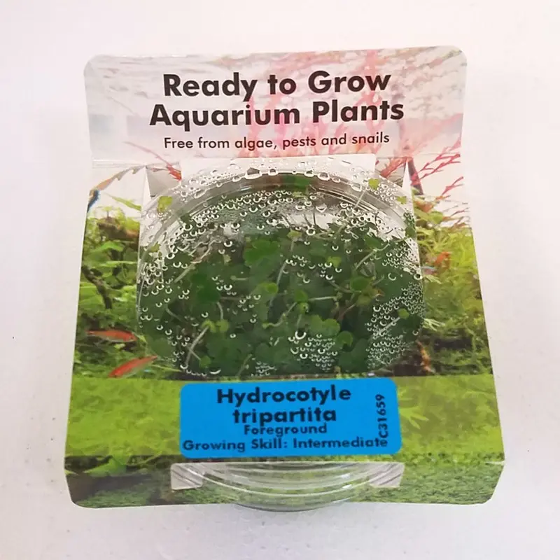 Hydrocotyle tripartita - Tissue Culture