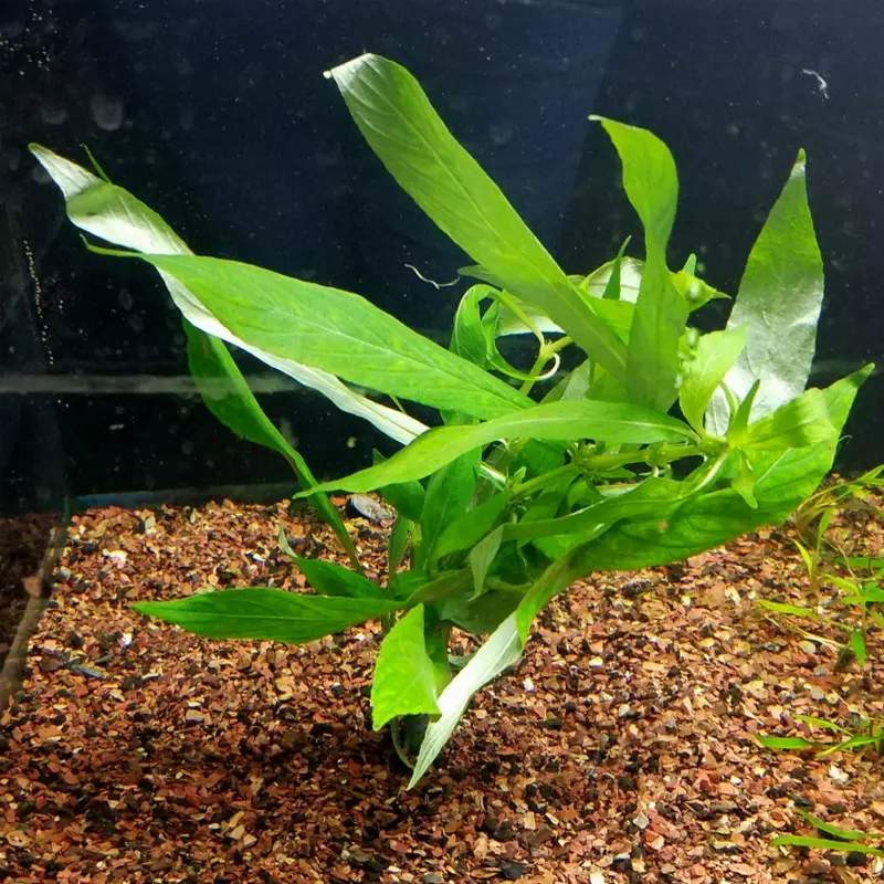 Hygrophila angustifolia