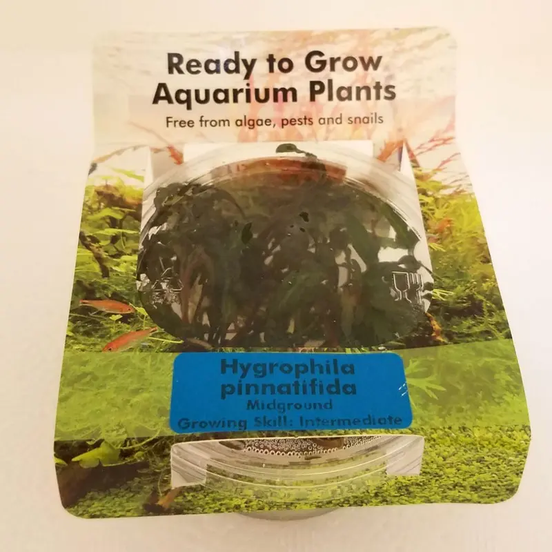 Hygrophila pinnatifida - Tissue Culture