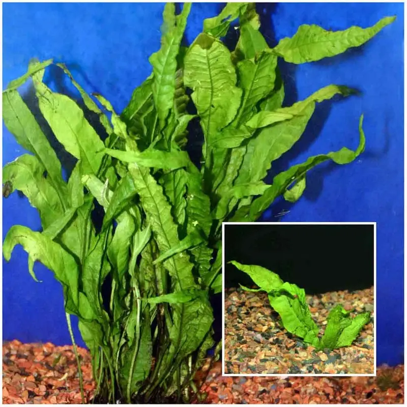 Java Fern - Microsorum pteropus - Large