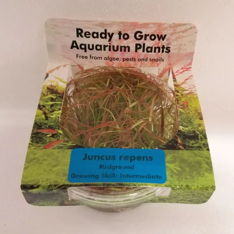 Juncus repens - Tissue Culture