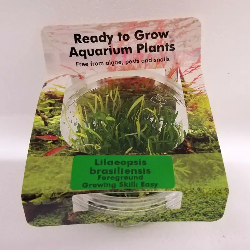 Lilaeopsis brasiliensis - Tissue Culture