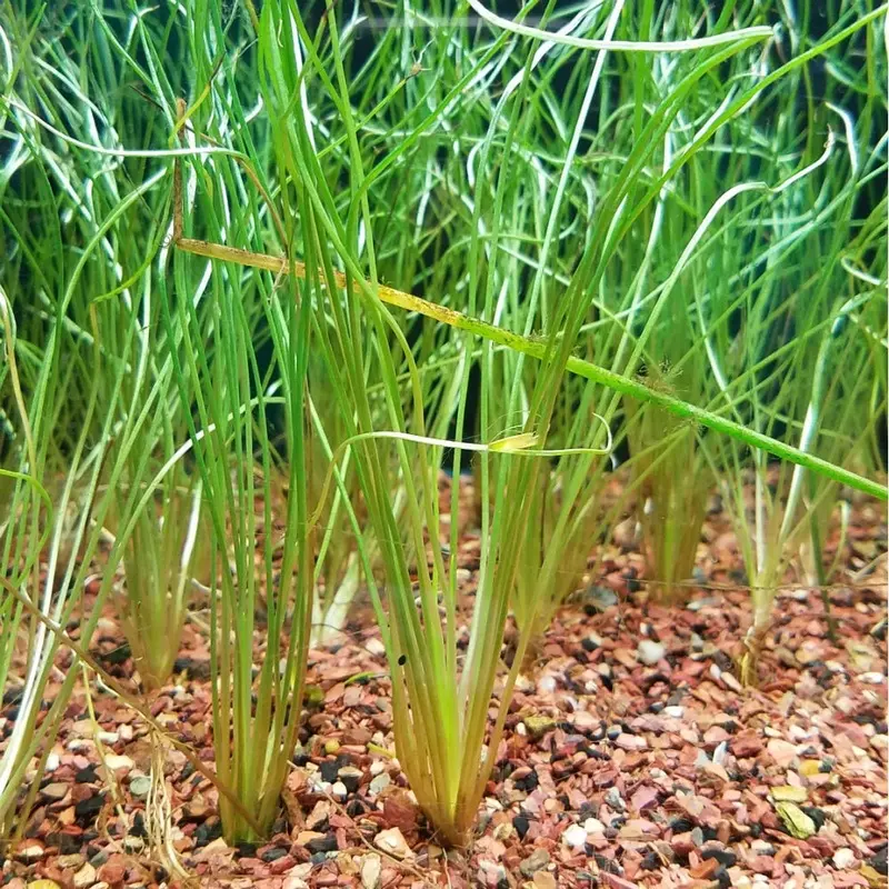 Littorella uniflora