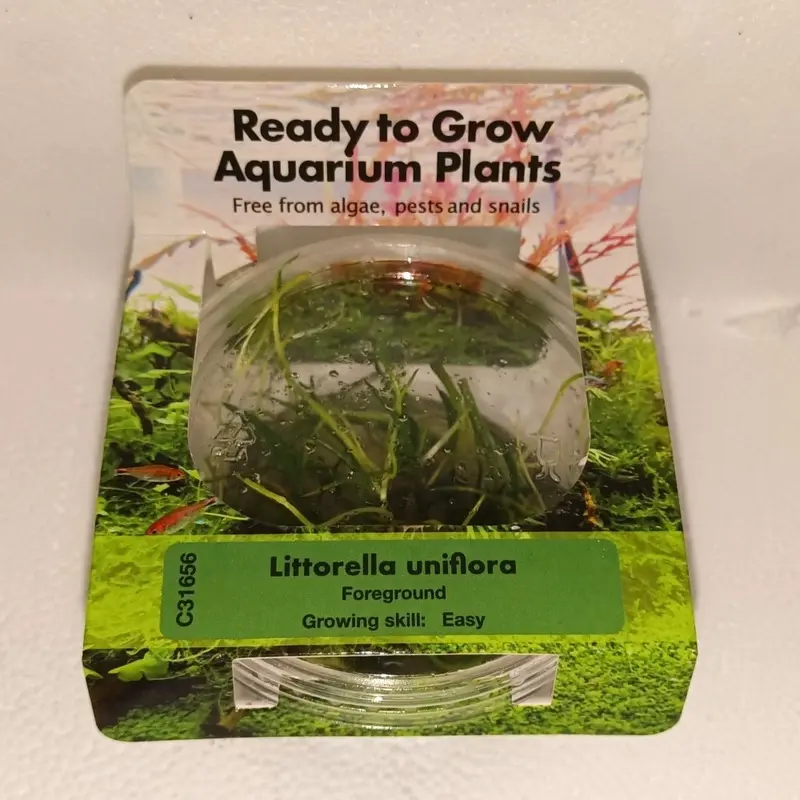 Littorella uniflora - Tissue Culture