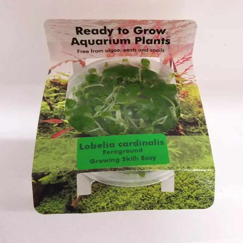 Lobelia cardinalis - Tissue Culture
