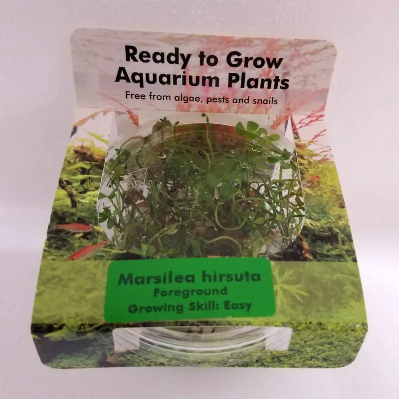 Marsilea hirsuta - Tissue Culture