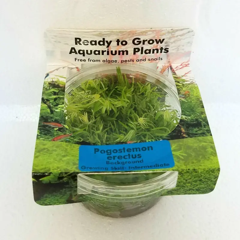Pogostemon erectus - Tissue Culture