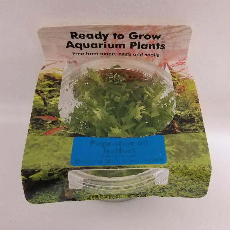 Pogostemon helferi - Tissue Culture