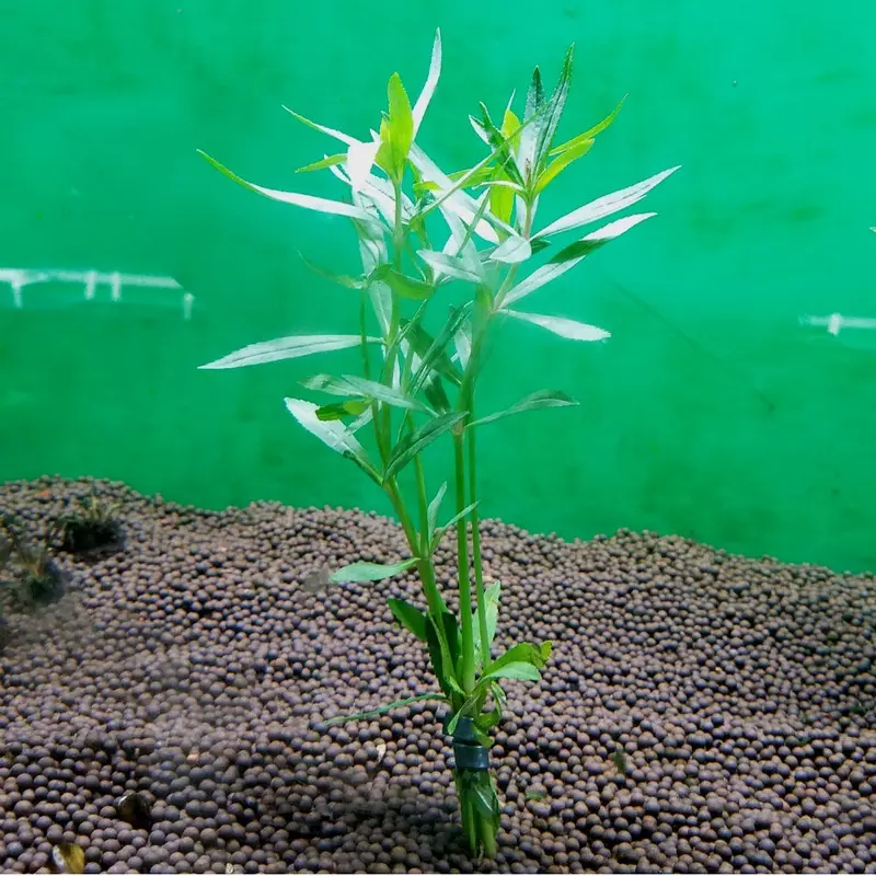 Pogostemon stellatus dassen