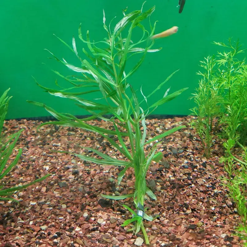 Pogostemon stellatus 'narrowleaf'