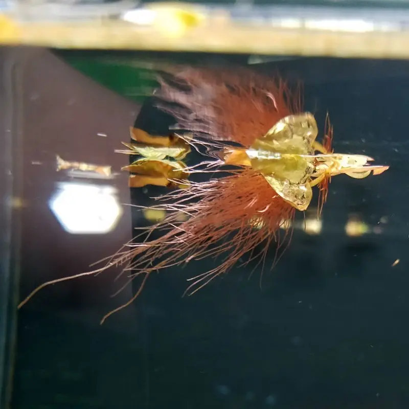 Red Root Floater - Phyllanthus fluitans - Portion