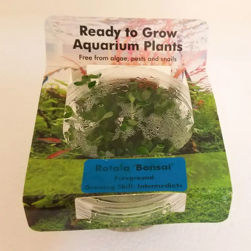 Rotala 'Bonsai' - Tissue Culture
