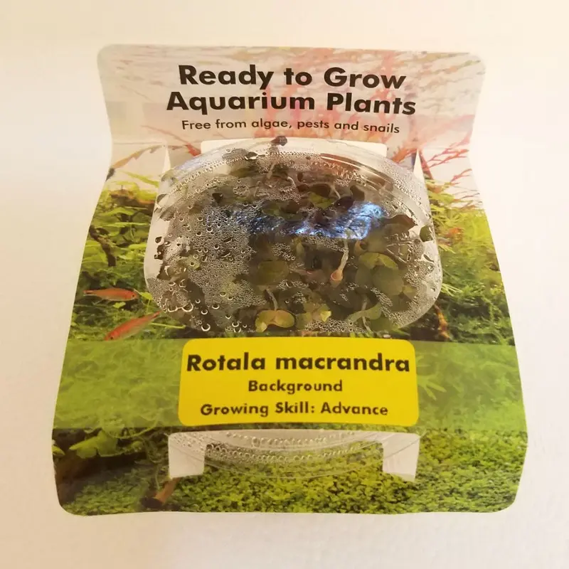 Rotala macrandra - Tissue Culture