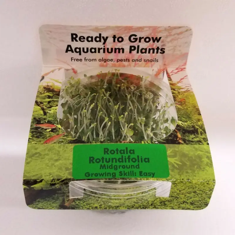 Rotala rotundifolia - Tissue Culture