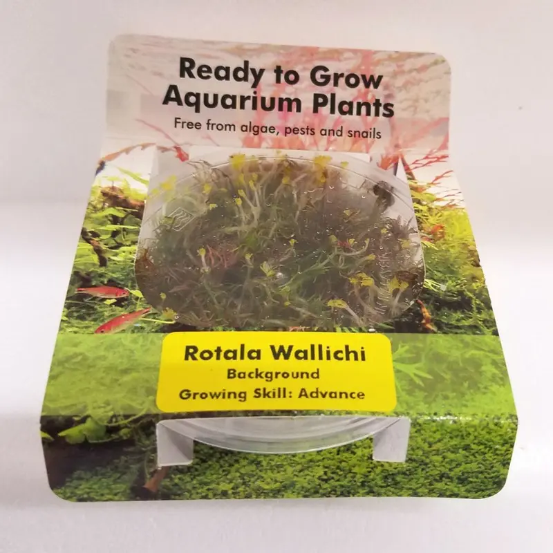 Rotala wallichii - Tissue Culture