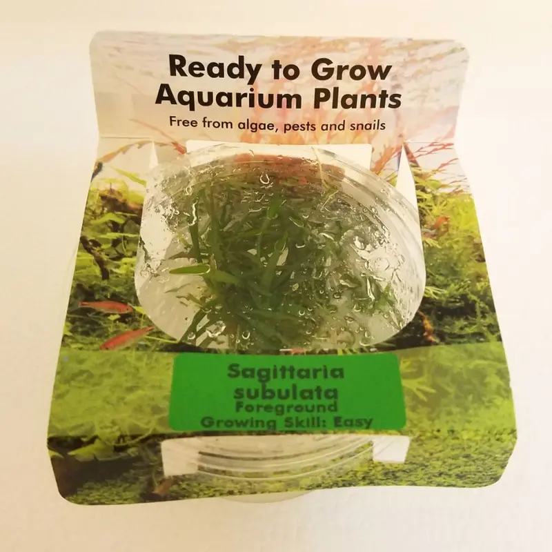 Sagittaria subulata - Tissue Culture