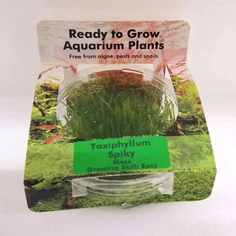 Spiky Moss - Taxiphyllum sp. - Tissue Culture