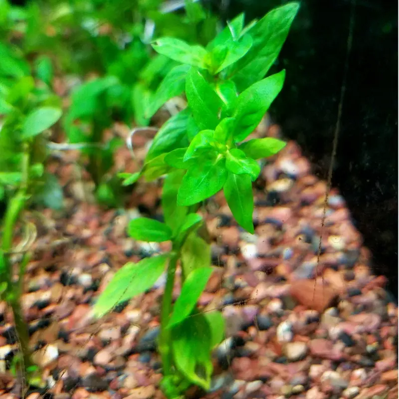 Staurogyne repens