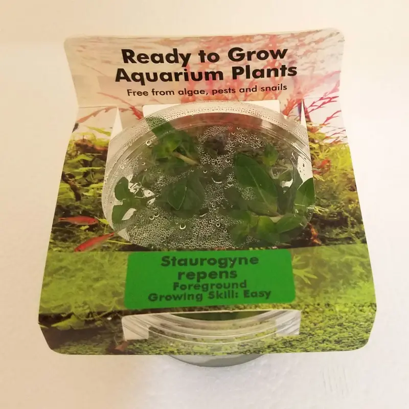 Staurogyne repens - Tissue Culture