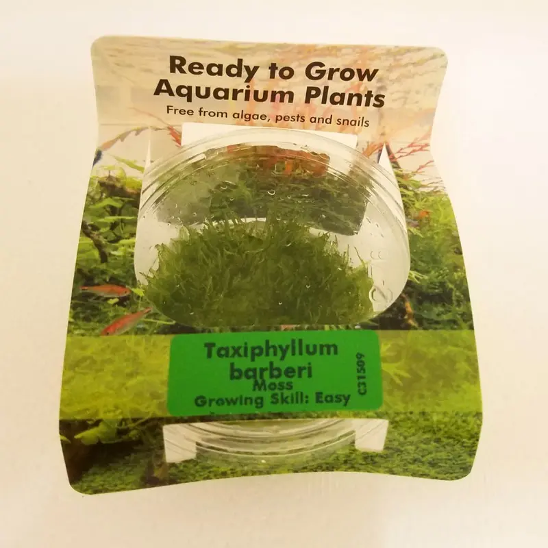 Taxiphyllum barbieri - Tissue Culture