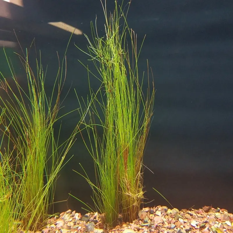 Umbrella Hairgrass - Eleocharis vivipara