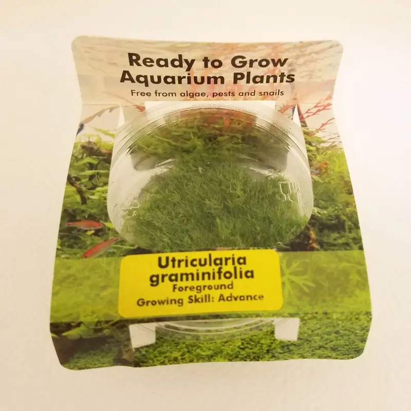Utricularia graminifolia - Tissue Culture