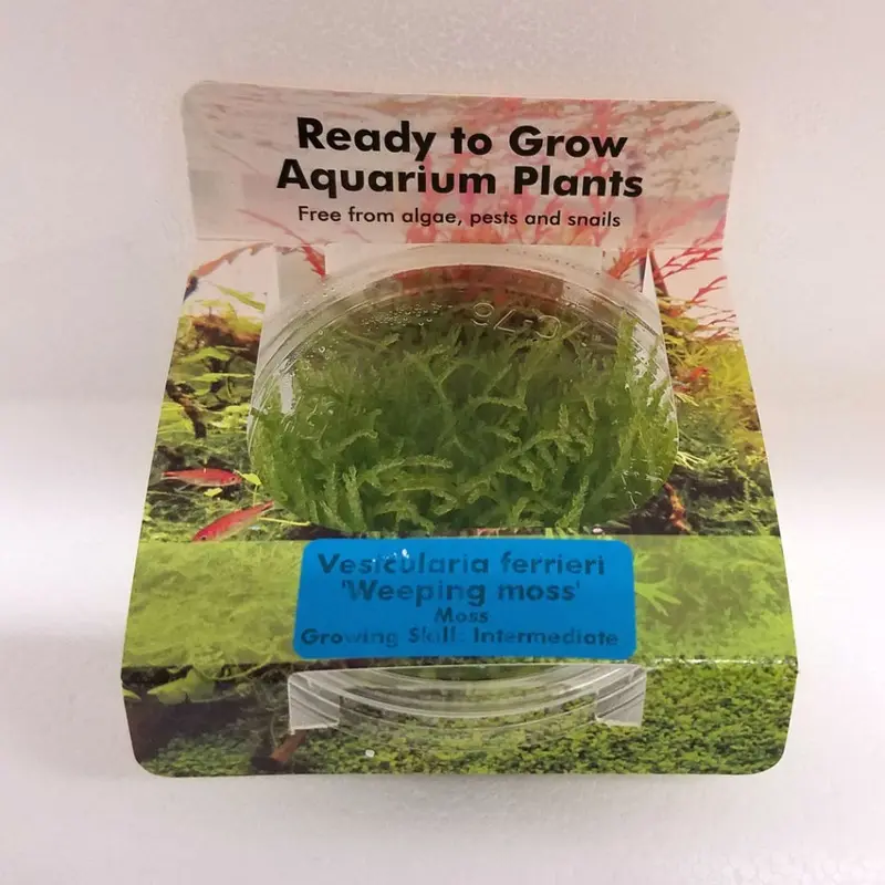 Weeping Moss - Vesicularia ferrieri - Tissue Culture