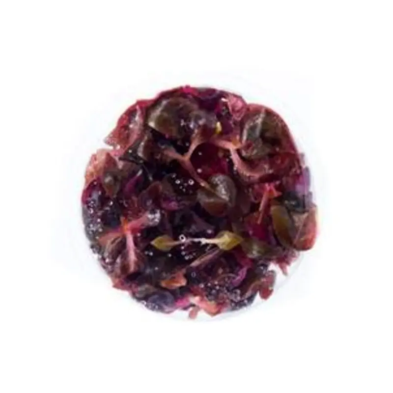Alternanthera lilacina -Purple