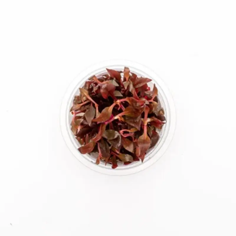 Alternanthera rosaefolia - Tissue Culture (AF/UNS)