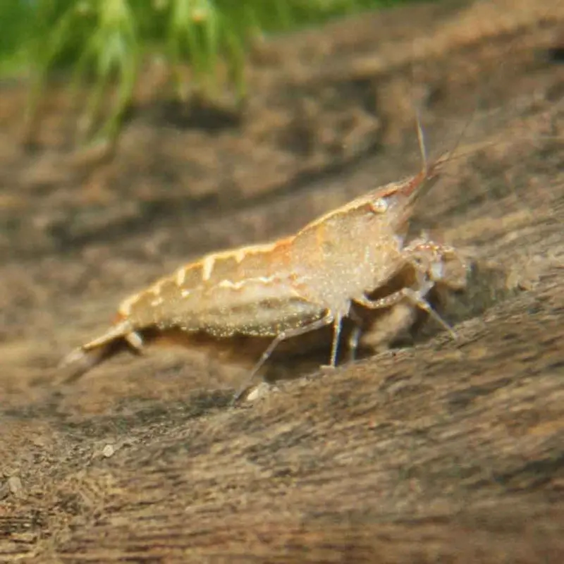 Amano Shrimp - Caridina multidentata