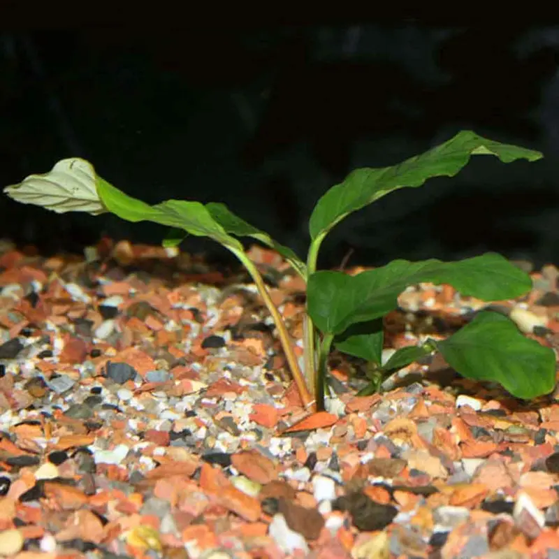 Anubias barteri var. 'coffeefolia' - Large