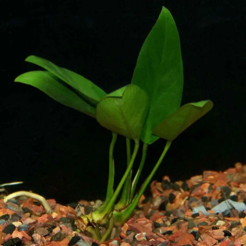 Anubias barteri var. 'congensis' - Med