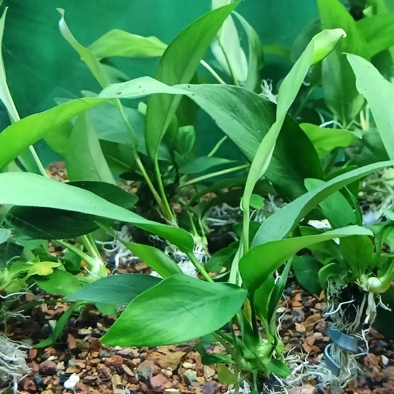 Anubias 'nancon' LG