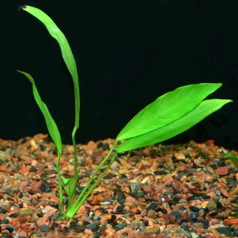 Anubias x. 'Frazeri' - Medium