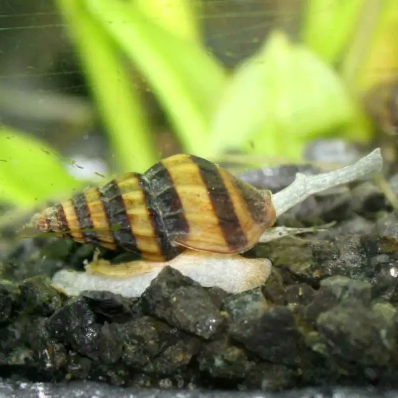 Assassin Snail - Anentome helena