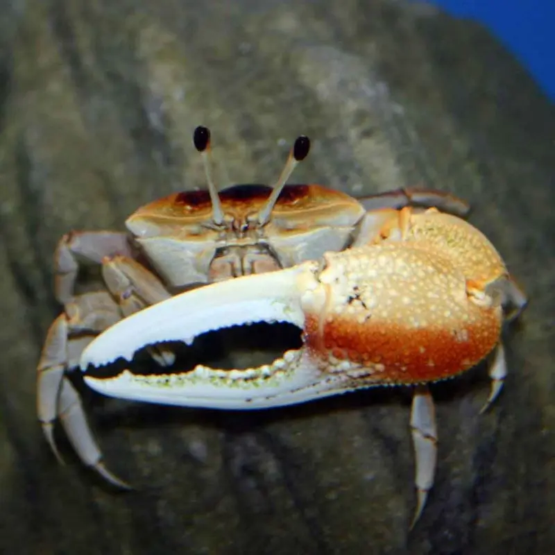 Assorted Fiddler Crab