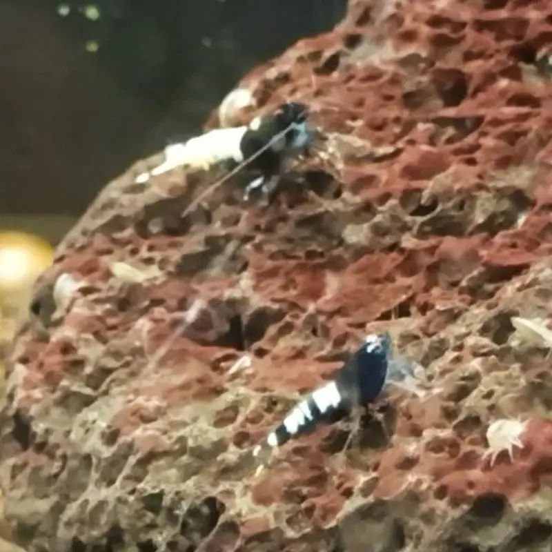 Black Pinto Shrimp - Caridina sp.
