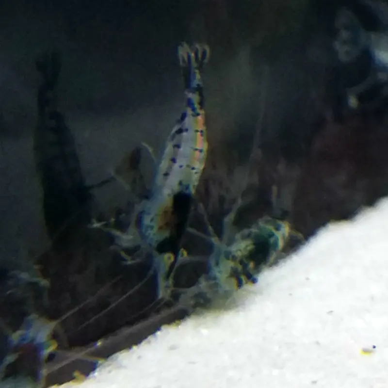 Black Rili Shrimp - Neocaridina sp.