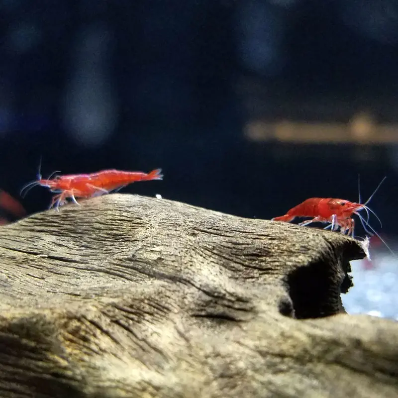 Bloody Mary Shrimp - Neocaridina davidi