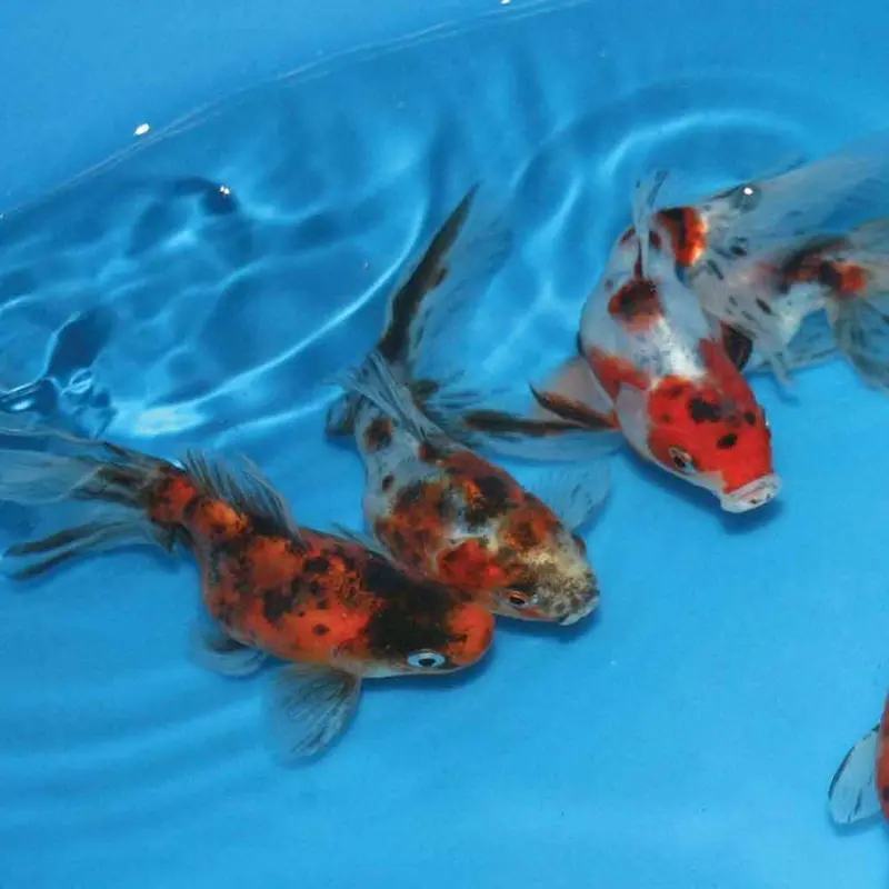 Calico Fantail Goldfish - Medium