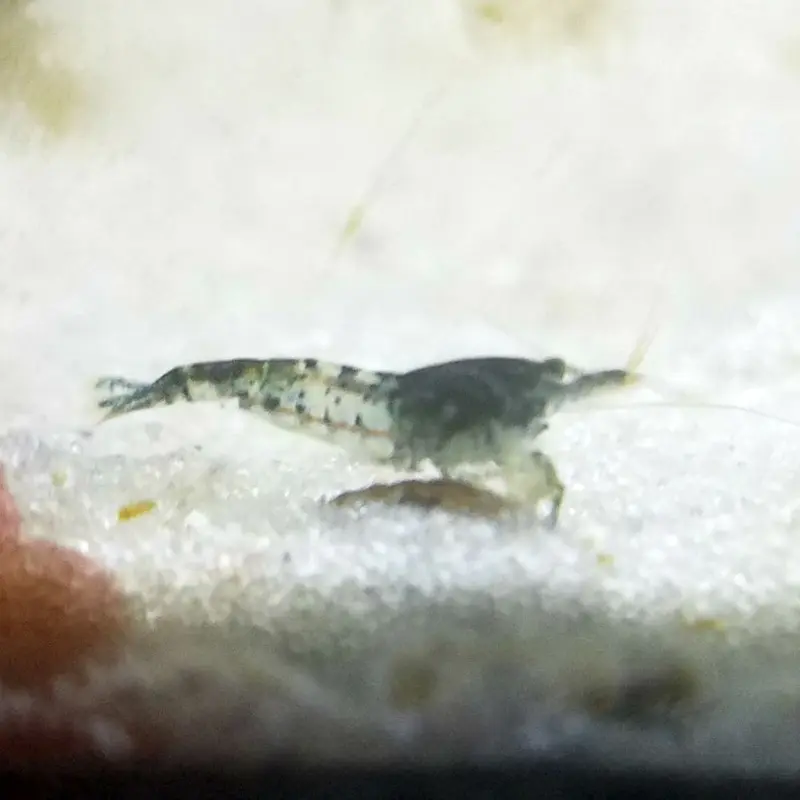 Carbon Rili Shrimp - Neocaridina sp.