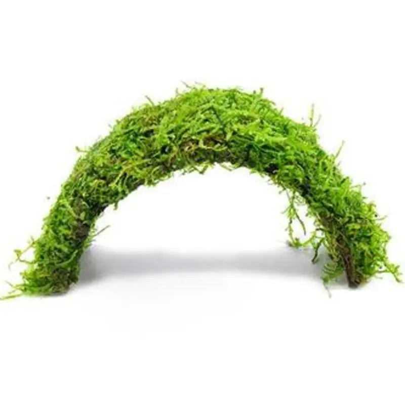 Christmas Moss - Vesicularia sp. - On Bridge (AF/UNS)