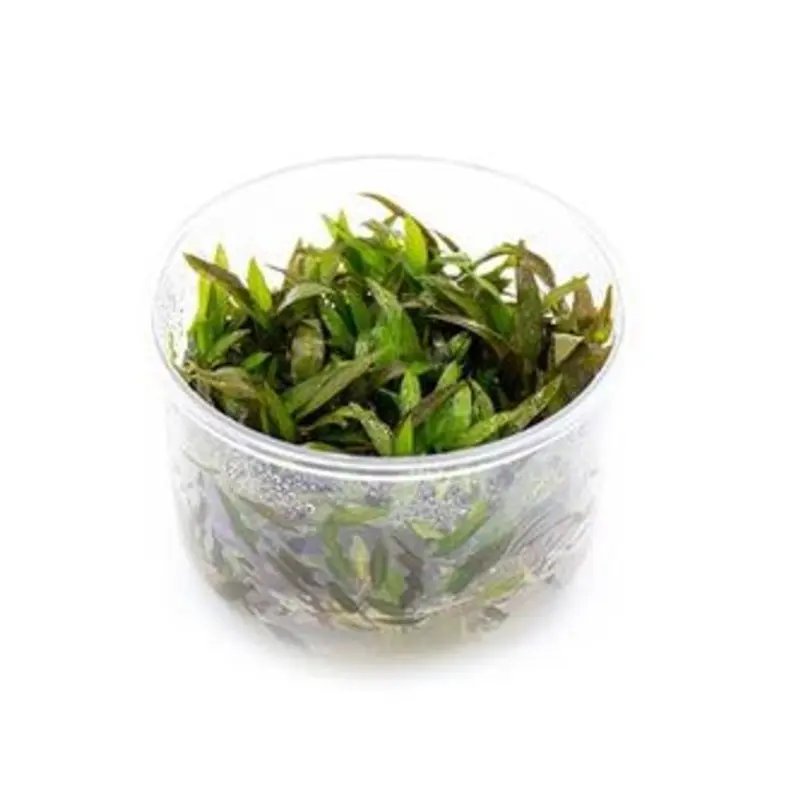 Cryptocoryne 'mioya' - Tissue Culture (AF/UNS)
