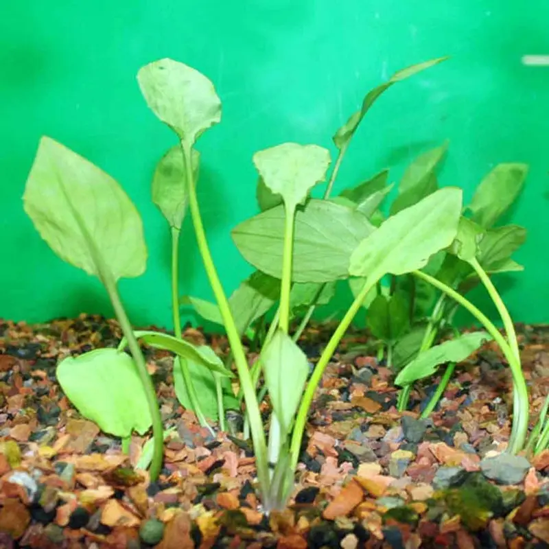 Cryptocoryne pontederiifolia - Large