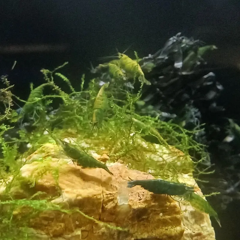 Dark Green Shrimp - Neocaridina davidi